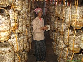 Mushroom growing – new production model in Kim Bang, Ha Nam province - ảnh 1